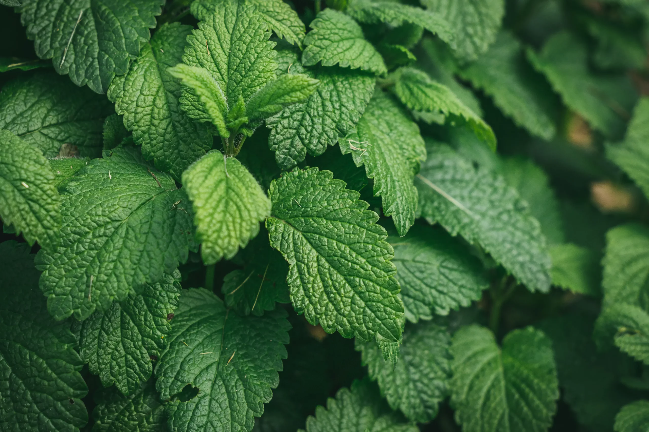 closeup-shot-fresh-green-mint-plant-pot copie